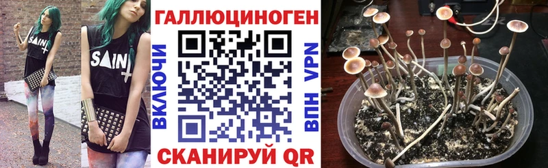 даркнет сайт  Карачев  Галлюциногенные грибы прущие грибы 